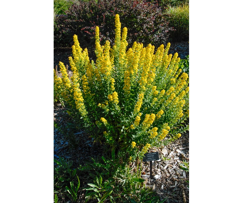 Wichita Mountain Goldenrod
